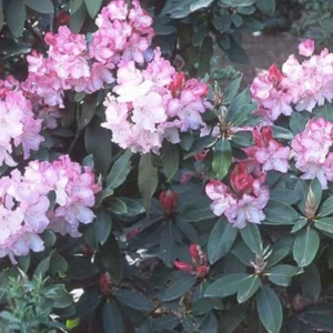 1-2Yrs Old Rhododendron Plants Live In Pot, Rhododendron Azale Bush Shrub Tree Plant, Light Pink
