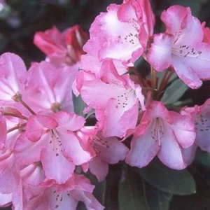 1-2Yrs Old Rhododendron Plants Live In Pot, Rhododendron Azale Bush Shrub Tree Plant, Light Pink