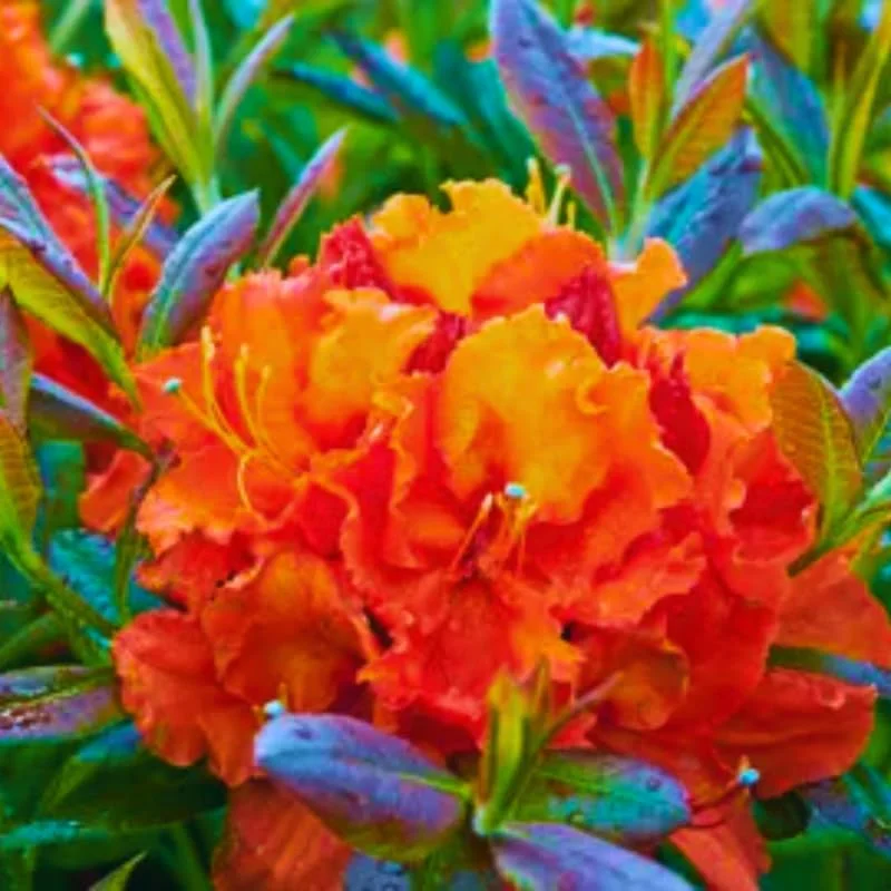 1-2Yrs Old Rhododendron Plants Live In Pot, Rhododendron Azale Bush Shrub Tree Plant, Orange-Red Blossoms