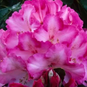 1-2Yrs Old Rhododendron Plants Live In Pot, Rhododendron Azale Bush Shrub Tree Plant, Light Pink