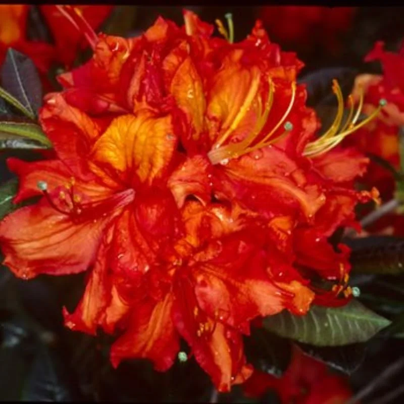 1-2Yrs Old Rhododendron Plants Live In Pot, Rhododendron Azale Bush Shrub Tree Plant, Orange-Red Blossoms
