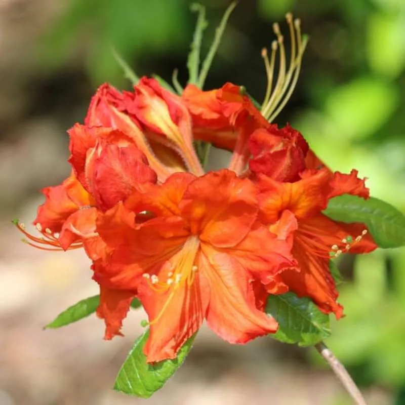 1-2Yrs Old Rhododendron Plants Live In Pot, Rhododendron Azale Bush Shrub Tree Plant, Orange-Red Blossoms