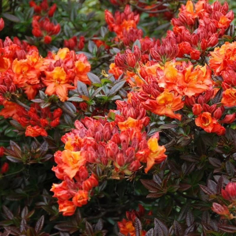 1-2Yrs Old Rhododendron Plants Live In Pot, Rhododendron Azale Bush Shrub Tree Plant, Orange-Red Blossoms