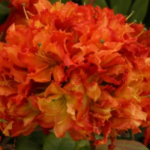 1-2Yrs Old Rhododendron Plants Live In Pot, Rhododendron Azale Bush Shrub Tree Plant, Orange-Red Blossoms
