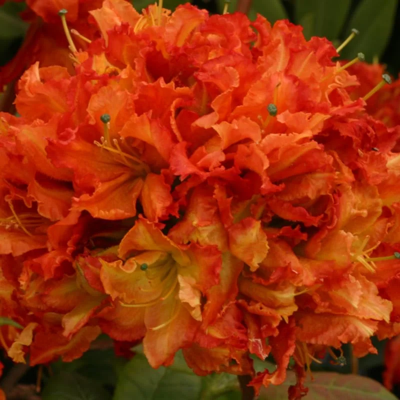 1-2Yrs Old Rhododendron Plants Live In Pot, Rhododendron Azale Bush Shrub Tree Plant, Orange-Red Blossoms