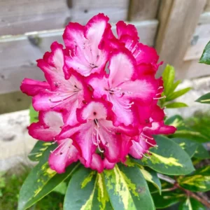 1-2Yrs Old Rhododendron Plants Live In Pot, Rhododendron Azale Bush Shrub Tree Plant, Red And White Blooms