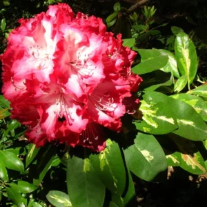 1-2Yrs Old Rhododendron Plants Live In Pot, Rhododendron Azale Bush Shrub Tree Plant, Red And White Blooms