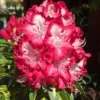 1-2Yrs Old Rhododendron Plants Live In Pot, Rhododendron Azale Bush Shrub Tree Plant, Red And White Blooms