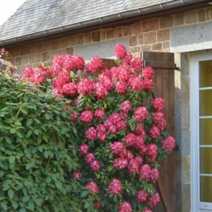 1-2Yrs Old Rhododendron Plants Live In Pot, Rhododendron Azale Bush Shrub Tree Plant, Red And White Blooms