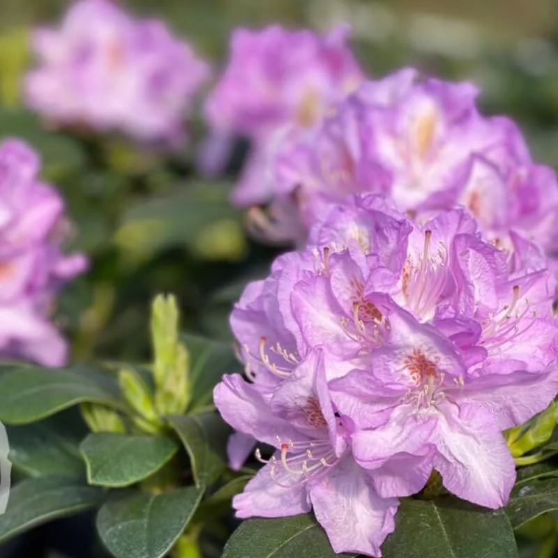 1-2Yrs Old Rhododendron Plants Live In Pot, Rhododendron Azale Bush Shrub Tree Plant, Reddish-Purple