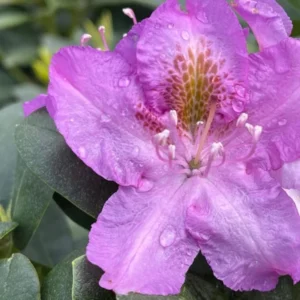 1-2Yrs Old Rhododendron Plants Live In Pot, Rhododendron Azale Bush Shrub Tree Plant, Reddish-Purple