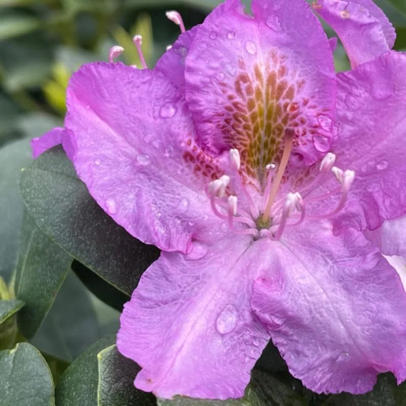 1-2Yrs Old Rhododendron Plants Live In Pot, Rhododendron Azale Bush Shrub Tree Plant, Reddish-Purple