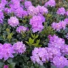 1-2Yrs Old Rhododendron Plants Live In Pot, Rhododendron Azale Bush Shrub Tree Plant, Reddish-Purple
