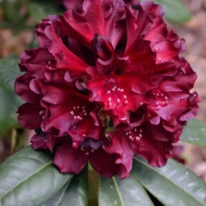 1-2Yrs Old Rhododendron Plants Live In Pot, Rhododendron Azale Bush Shrub Tree Plant, Black Purple