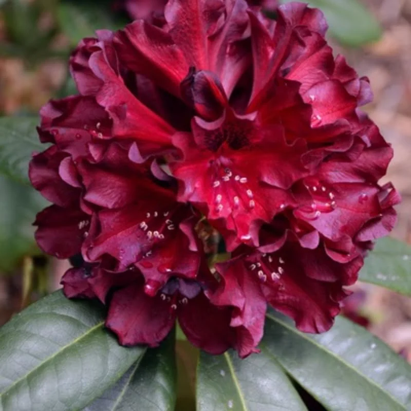 1-2Yrs Old Rhododendron Plants Live In Pot, Rhododendron Azale Bush Shrub Tree Plant, Black Purple