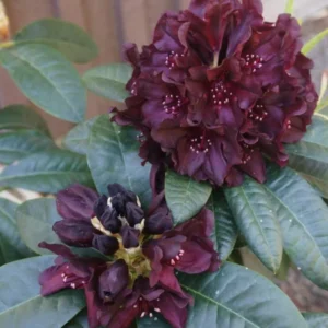 1-2Yrs Old Rhododendron Plants Live In Pot, Rhododendron Azale Bush Shrub Tree Plant, Black Purple