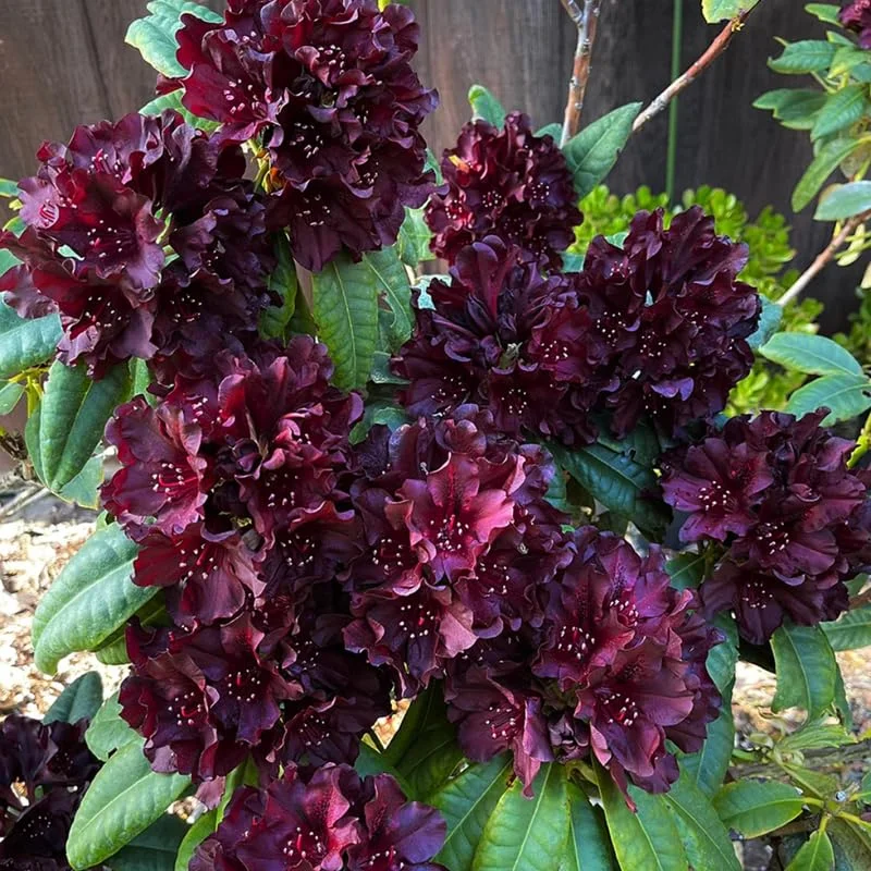 1-2Yrs Old Rhododendron Plants Live In Pot, Rhododendron Azale Bush Shrub Tree Plant, Black Purple