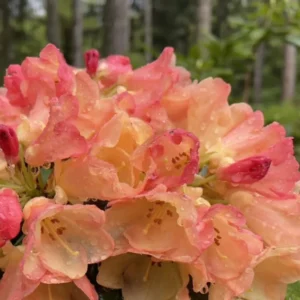 1-2Yrs Old Rhododendron Plants Live In Pot, Rhododendron Azale Bush Shrub Tree Plant, Peach, Yellow, Orange, Salmon And Reddish-Pink Flowers