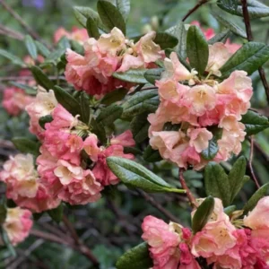 1-2Yrs Old Rhododendron Plants Live In Pot, Rhododendron Azale Bush Shrub Tree Plant, Peach, Yellow, Orange, Salmon And Reddish-Pink Flowers