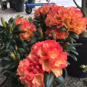 1-2Yrs Old Rhododendron Plants Live In Pot, Rhododendron Azale Bush Shrub Tree Plant, Peach, Yellow, Orange, Salmon And Reddish-Pink Flowers