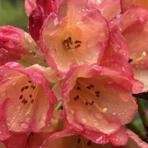 1-2Yrs Old Rhododendron Plants Live In Pot, Rhododendron Azale Bush Shrub Tree Plant, Peach, Yellow, Orange, Salmon And Reddish-Pink Flowers