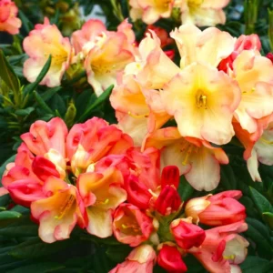 1-2Yrs Old Rhododendron Plants Live In Pot, Rhododendron Azale Bush Shrub Tree Plant, Peach, Yellow, Orange, Salmon And Reddish-Pink Flowers
