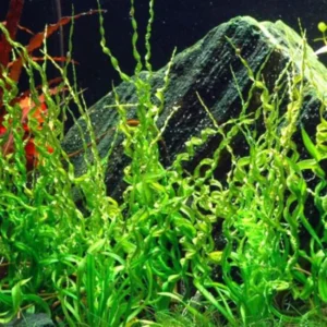 Corkscrew Sword Aquarium Plants Live, 1 Curly Aquatic Plant, Live Aquarium Plants, Freshwater Aquarium for Planting