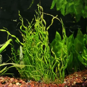 Corkscrew Sword Aquarium Plants Live, 1 Curly Aquatic Plant, Live Aquarium Plants, Freshwater Aquarium for Planting