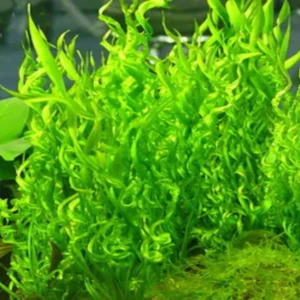 Corkscrew Sword Aquarium Plant Live, Live Aquarium Tanks Curly Aquatic Plants, 1 Plant, Live Aquarium Plants, Freshwater Aquarium for Planting Ponds