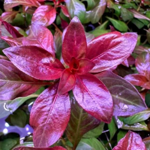 Dark Red Ludwigia Aquarium Plants Live, 1 Bundle Ludwigia Aquatic Plants, No Root, 5 to 7 Stems, Live Aquarium Plants, Freshwater Aquarium for Planting