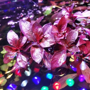 Dark Red Ludwigia Aquarium Plants Live, 1 Bundle Ludwigia Aquatic Plants, No Root, 5 to 7 Stems, Live Aquarium Plants, Freshwater Aquarium for Planting