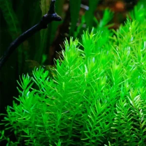 Green Rotala Aquarium Plants Live, Live Aquarium Tanks Rotala Aquatic Plants, No Root, 5 to 7 Stems, Live Aquarium Plants, Freshwater Aquarium for Planting Ponds