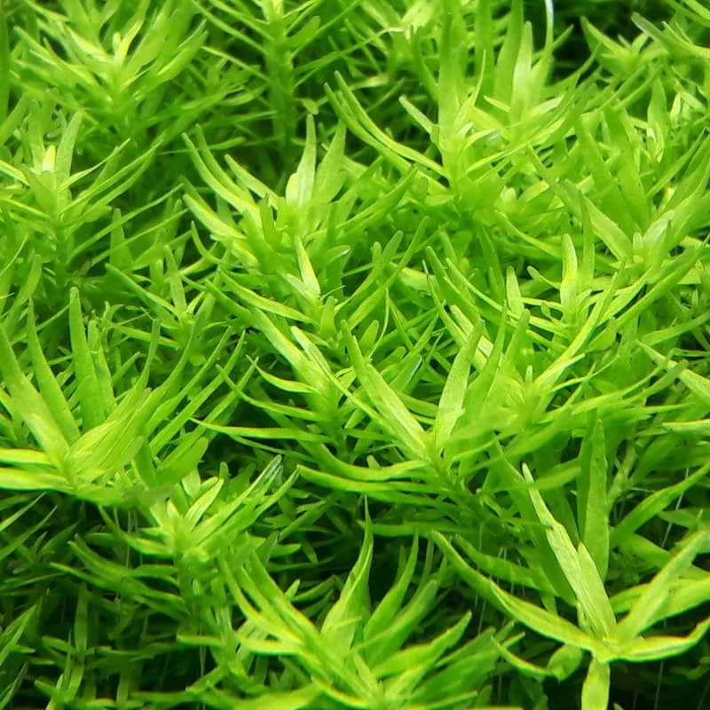 Green Rotala Aquarium Plants Live, Live Aquarium Tanks Rotala Aquatic Plants, No Root, 5 to 7 Stems, Live Aquarium Plants, Freshwater Aquarium for Planting Ponds