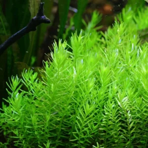 Green Rotala Aquarium Plants Live, Live Aquarium Tanks Rotala Aquatic Plants, No Root, 5 to 7 Stems, Live Aquarium Plants, Freshwater Aquarium for Planting Ponds