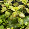 Ludwigia Aquarium Plants Live, 1 Bundle Round Leaf Ludwigia Aquatic Plants, No Root, 5 to 7 Stems, Live Aquarium Plants, Freshwater Aquarium for Planting