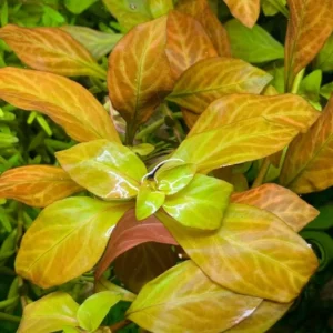 Ludwigia Aquarium Plants Live, 1 Bundle Round Leaf Ludwigia Aquatic Plants, No Root, 5 to 7 Stems, Live Aquarium Plants, Freshwater Aquarium for Planting