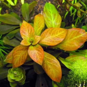 Ludwigia Aquarium Plants Live, 1 Bundle Round Leaf Ludwigia Aquatic Plants, No Root, 5 to 7 Stems, Live Aquarium Plants, Freshwater Aquarium for Planting
