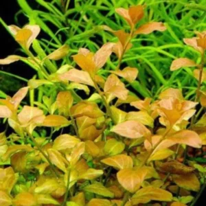 Ludwigia Aquarium Plants Live, 1 Bundle Round Leaf Ludwigia Aquatic Plants, No Root, 5 to 7 Stems, Live Aquarium Plants, Freshwater Aquarium for Planting