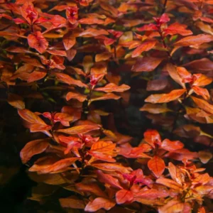 Ludwigia Aquarium Plants Live, 1 Bundle Aquatic Plants, No Root, 5 to 7 Stems, Live Aquarium Plants, Freshwater Aquarium for Planting in Tank, Leaves Dark Green to Brownish Red or Deep Red