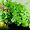 Japanese Dwarf Pennywort Aquarium Plants Live, Live Aquarium Tanks Aquatic Plants, No Root, 5 to 7 Stems, Live Aquarium Plants, Freshwater Aquarium for Planting Ponds