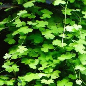 Japanese Dwarf Pennywort Aquarium Plants Live, Live Aquarium Tanks Aquatic Plants, No Root, 5 to 7 Stems, Live Aquarium Plants, Freshwater Aquarium for Planting Ponds