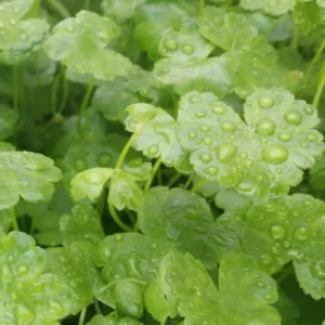 Japanese Dwarf Pennywort Aquarium Plants Live, 1 Bundle Aquatic Plants, No Root, 5 to 7 Stems, Live Aquarium Plants, Freshwater Aquarium for Planting