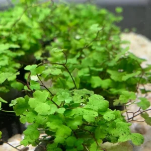 Japanese Dwarf Pennywort Aquarium Plants Live, 1 Bundle Aquatic Plants, No Root, 5 to 7 Stems, Live Aquarium Plants, Freshwater Aquarium for Planting