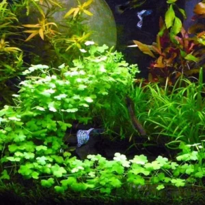 Japanese Dwarf Pennywort Aquarium Plants Live, 1 Bundle Aquatic Plants, No Root, 5 to 7 Stems, Live Aquarium Plants, Freshwater Aquarium for Planting