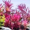 H'ra Red Rotala Rrotundifolia Aquarium Plants Live, Live Aquarium Tanks Rotala Aquatic Plants, No Root, 5 to 7 Stems, Live Aquarium Plants, Freshwater Aquarium for Planting Ponds
