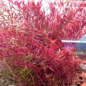 H'ra Red Rotala Rrotundifolia Aquarium Plants Live, Live Aquarium Tanks Rotala Aquatic Plants, No Root, 5 to 7 Stems, Live Aquarium Plants, Freshwater Aquarium for Planting Ponds