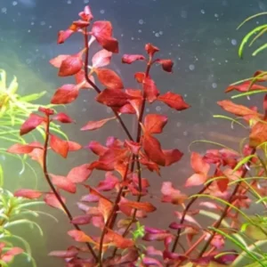 Super Red Ludwigia Aquarium Plants Live, 1 Bundle Ludwigia Aquatic Plants, No Root, 5 to 7 Stems, Live Aquarium Plants, Freshwater Aquarium for Planting