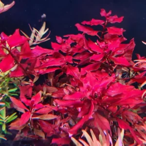 Super Red Ludwigia Aquarium Plants Live, 1 Bundle Ludwigia Aquatic Plants, No Root, 5 to 7 Stems, Live Aquarium Plants, Freshwater Aquarium for Planting