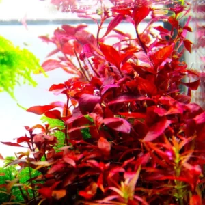 Super Red Ludwigia Aquarium Plants Live, 1 Bundle Ludwigia Aquatic Plants, No Root, 5 to 7 Stems, Live Aquarium Plants, Freshwater Aquarium for Planting