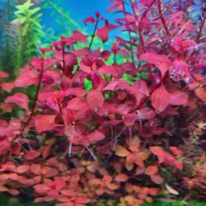 Super Red Ludwigia Aquarium Plants Live, 1 Bundle Ludwigia Aquatic Plants, No Root, 5 to 7 Stems, Live Aquarium Plants, Freshwater Aquarium for Planting